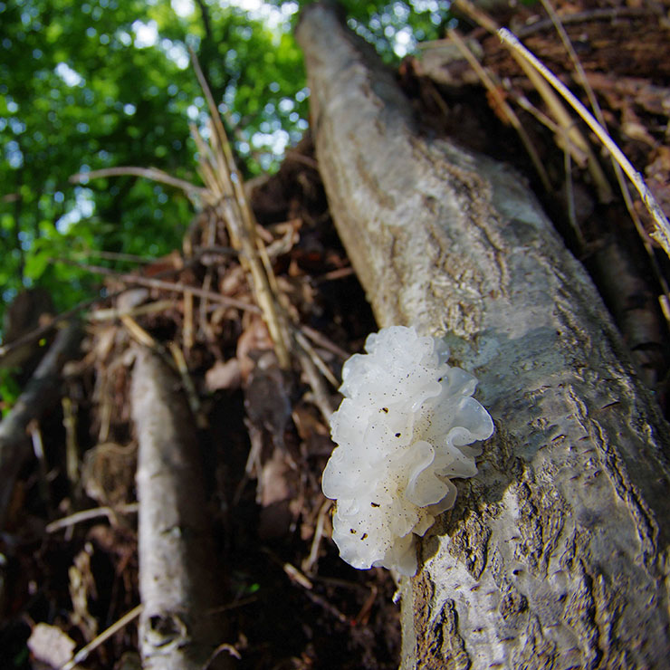 White Jellyfish