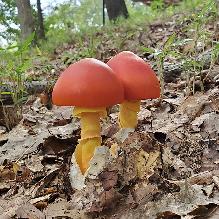 Egg Mushroom