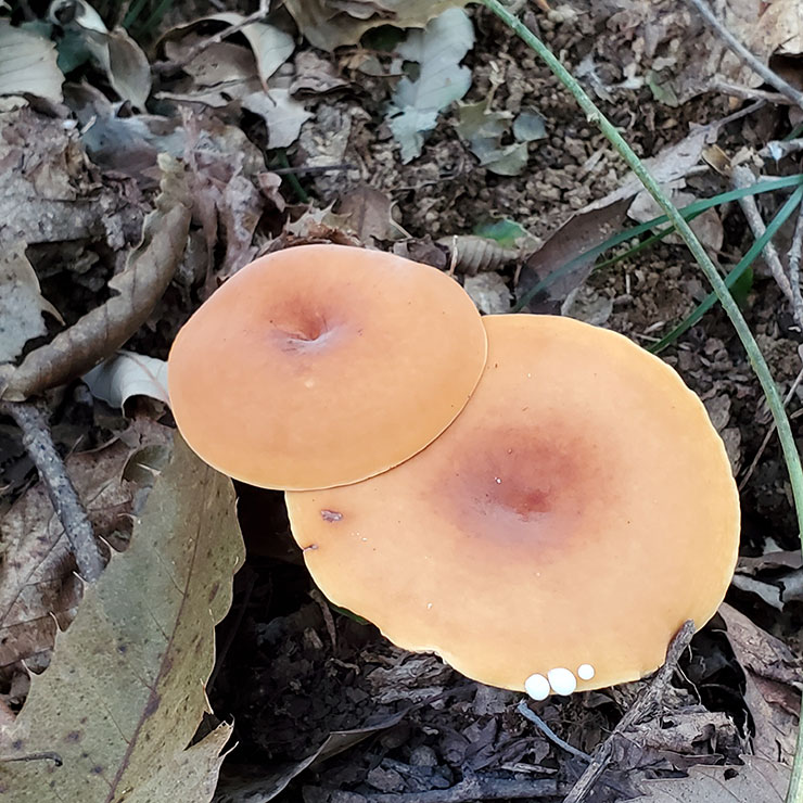 Chichitake