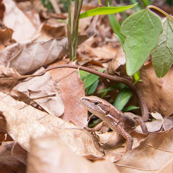 Japanese Rat Snake