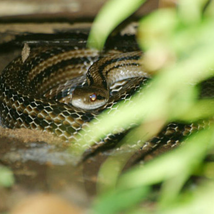 Japanese Rat Snake