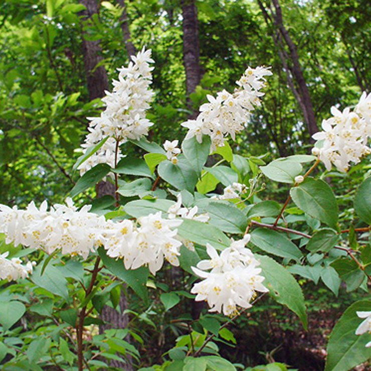 Deutzia