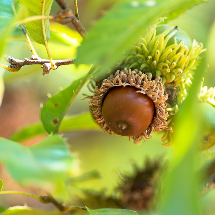 Quercus acutissima