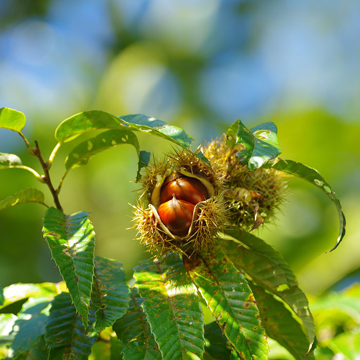 Chestnut