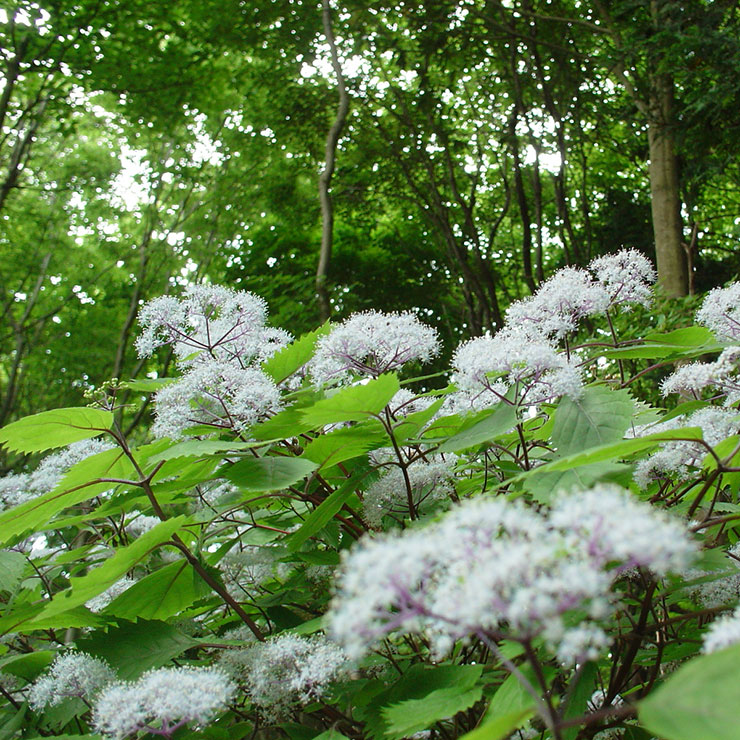 Hydrangea