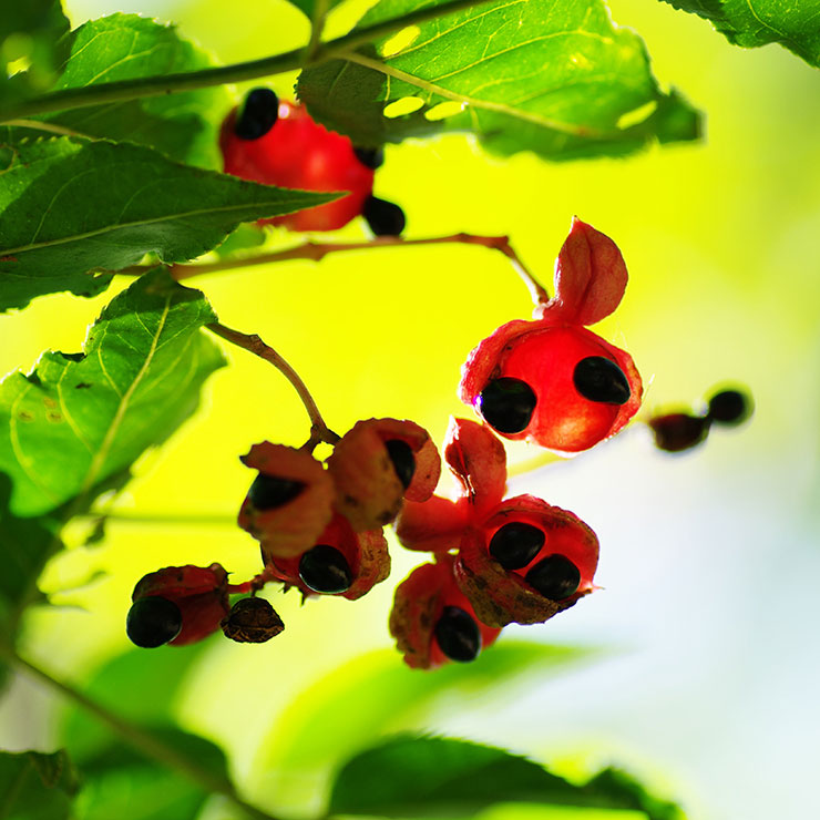 Gonzui