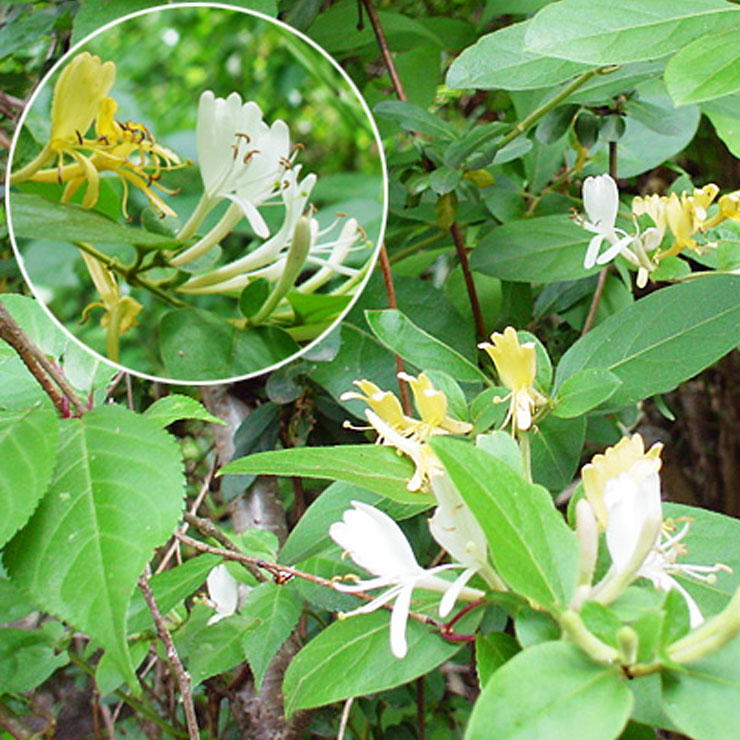 Honeysuckle