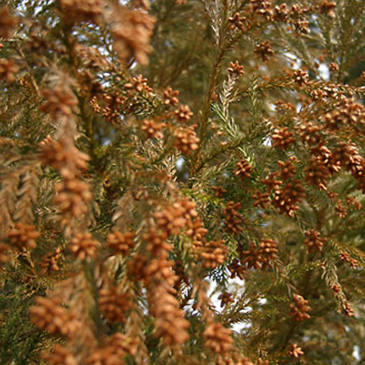 Cedar