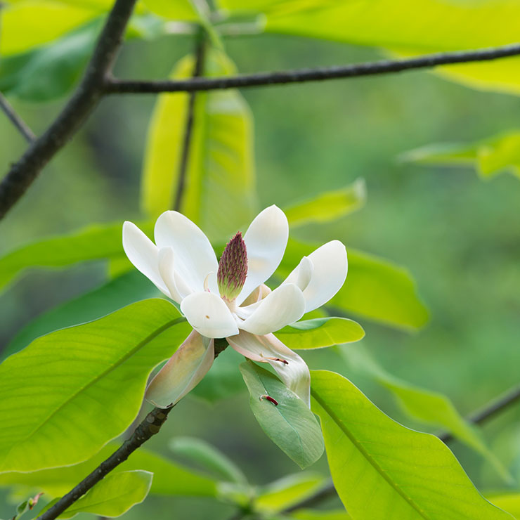 Magnolia