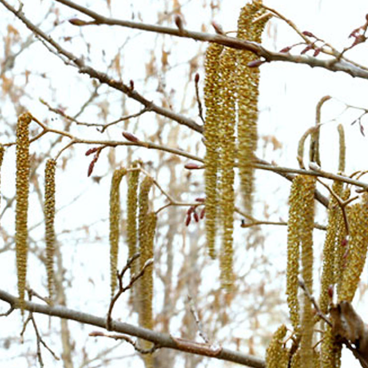 Miyama Alder