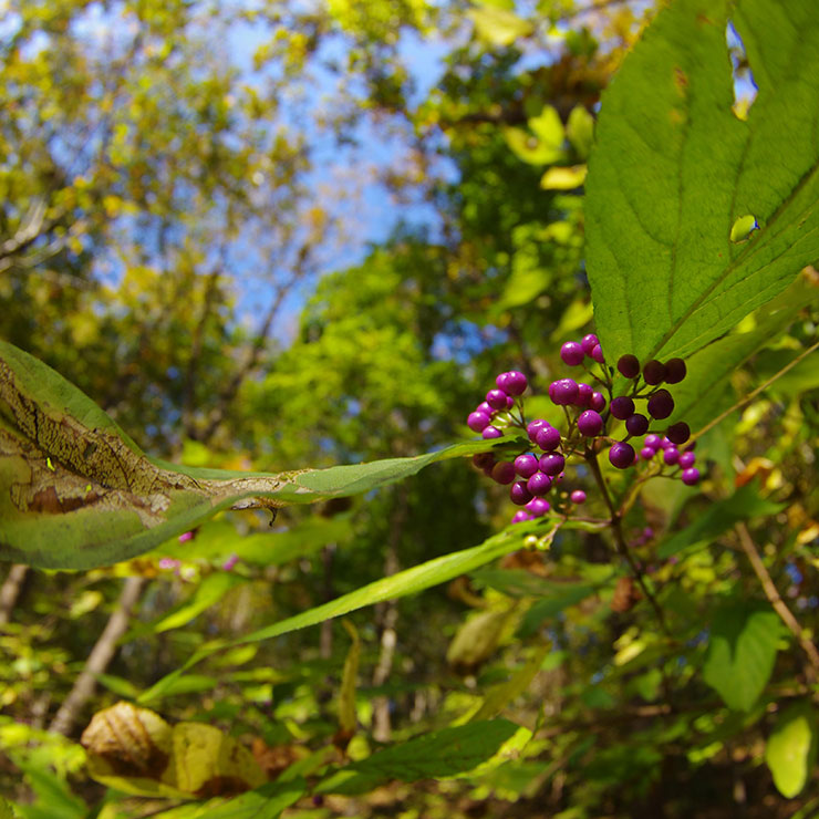 Purple Beautyberry