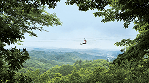 Forest Zipline Musasabi