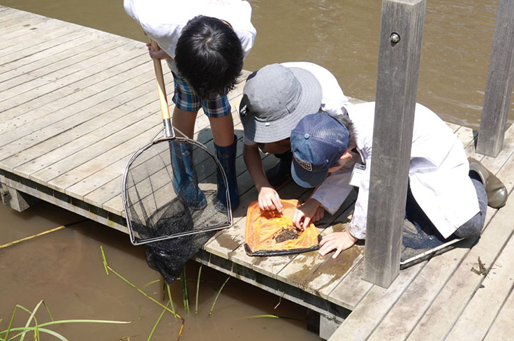 Aquatic Organism Research Image