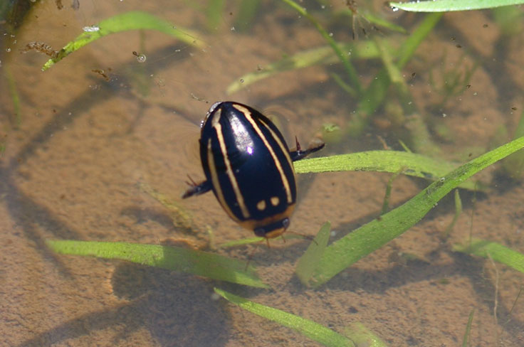 Aquatic Organism Research Image