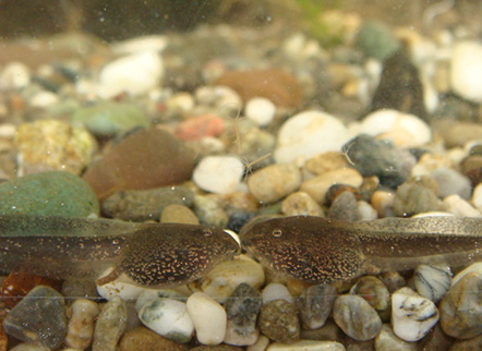 Tadpole Catching