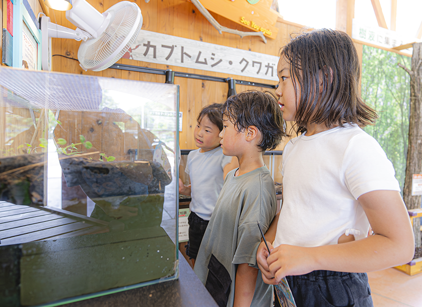 Beetle and Stag Beetle Exhibition Corner