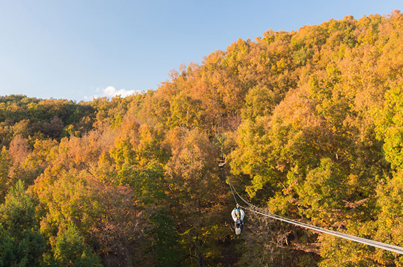 "Forest Zipline, Musasabi" soaring through the morning forest