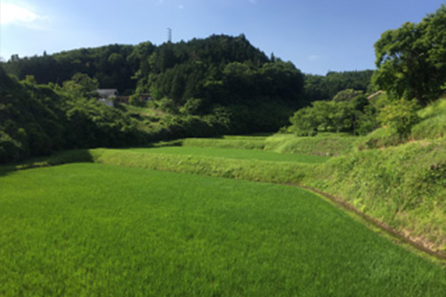 Irigoya Ishihata's terraced rice fields