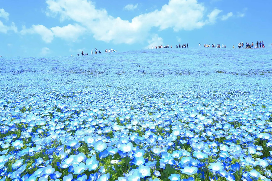 National Hitachi Seaside Park