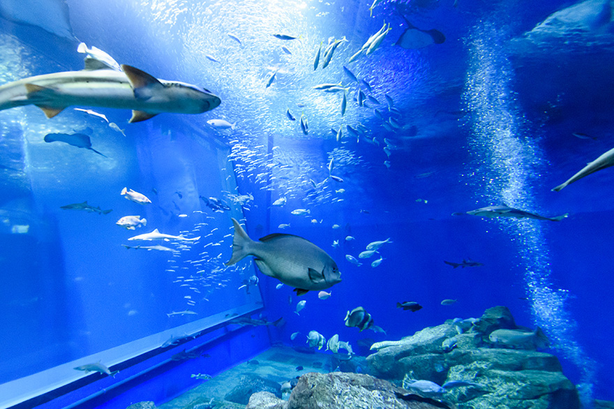 Aqua World Ibaraki Oarai Aquarium