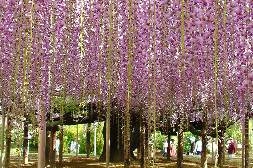 Ashikaga Flower Park