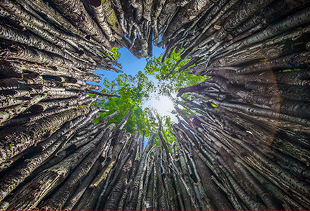 Sustainability Initiatives