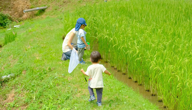 アクティビティプログラムの「生きもの博士　ガサガサ入門」ってなにするの？