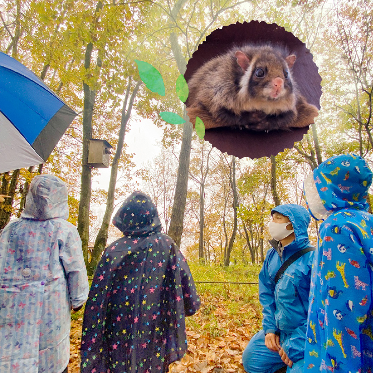 秋雨のハローウッズの森に行ってみた