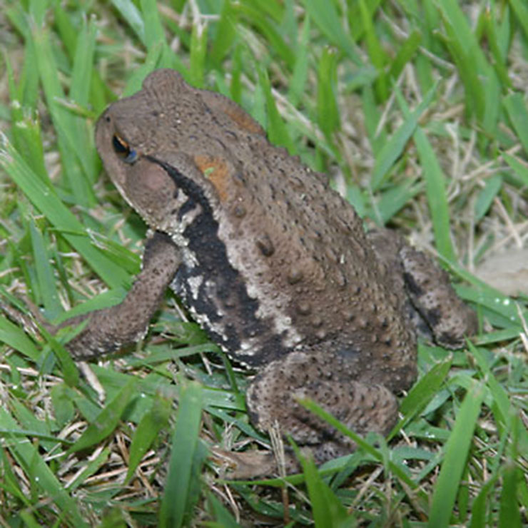 アズマヒキガエル