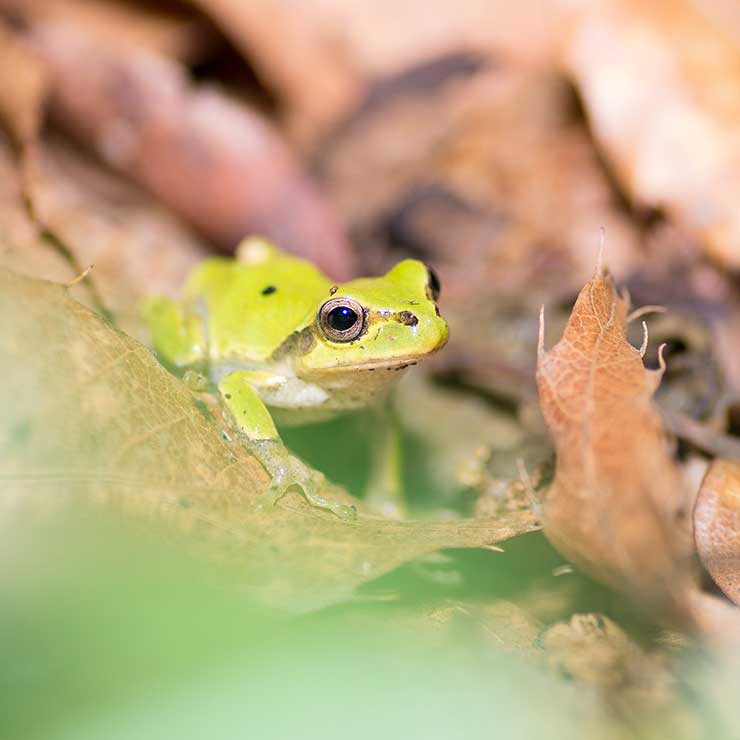 ヒガシニホンアマガエル