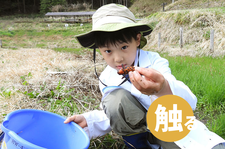 水生生物の研究イメージ