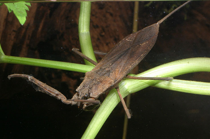 水生生物の研究イメージ