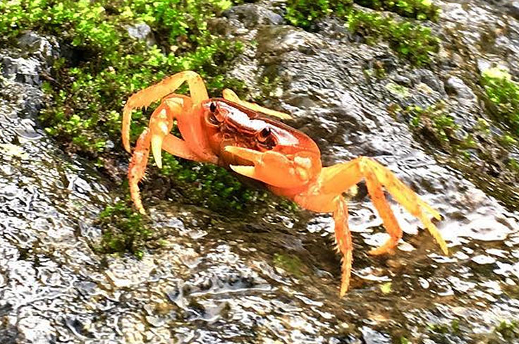 水生生物の研究イメージ