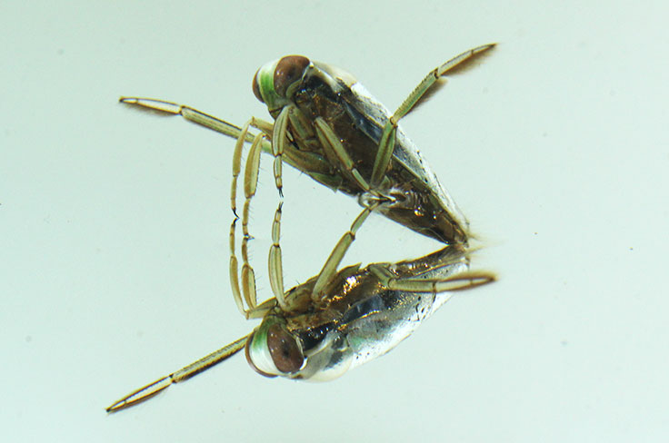 水生生物の研究イメージ