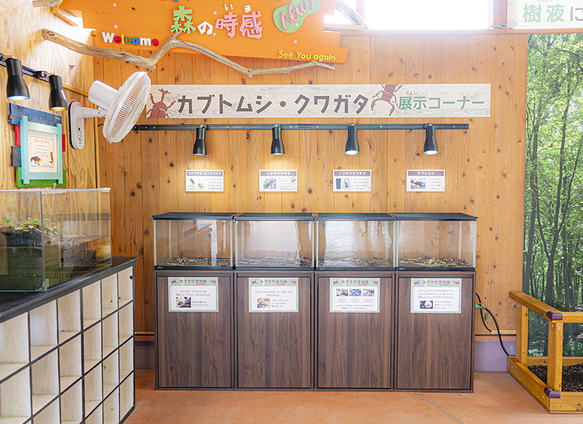 カブトムシ・クワガタ展示コーナー