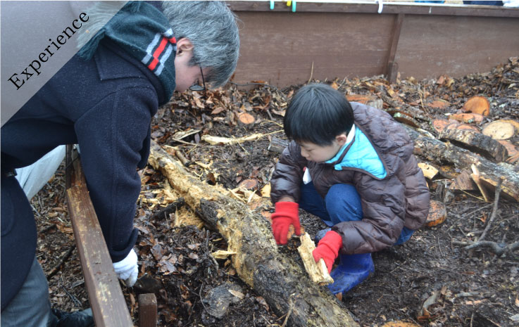 尋找鍬形蟲幼蟲與製作飼育套組