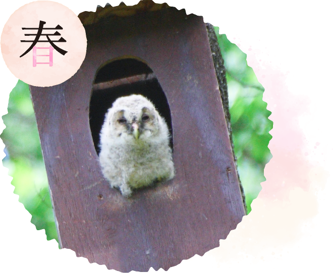 春天