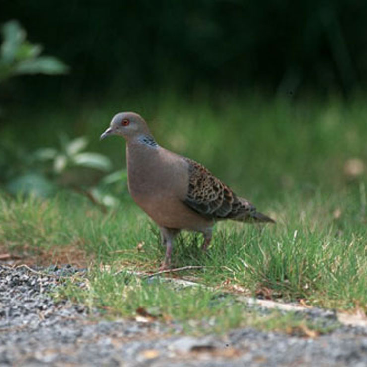 斑鳩