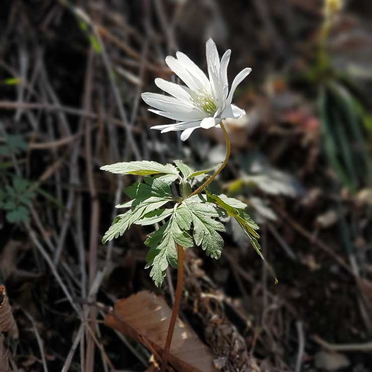 白花忍冬