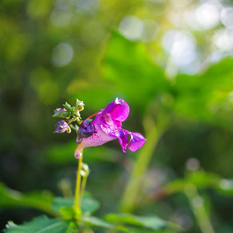 水腫花
