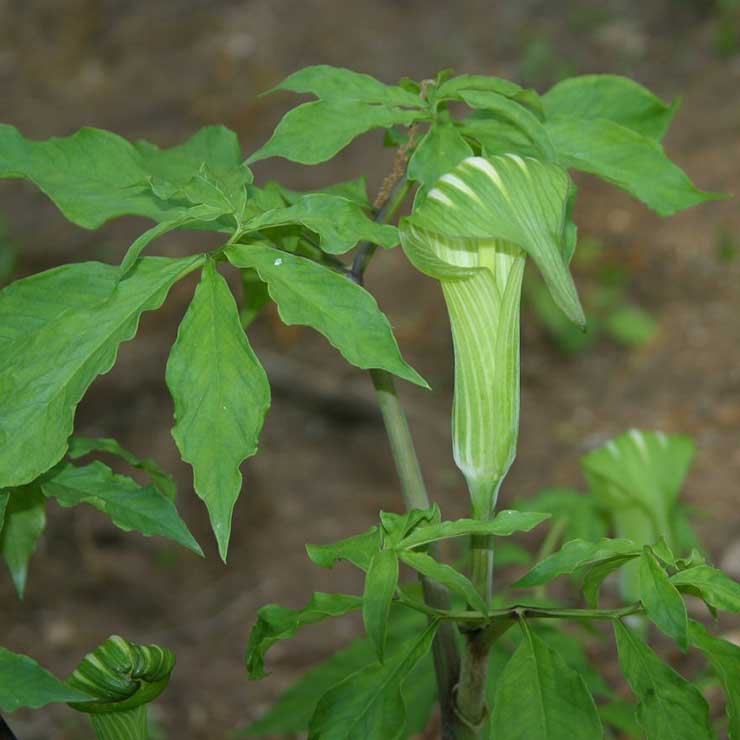 毒蛇草