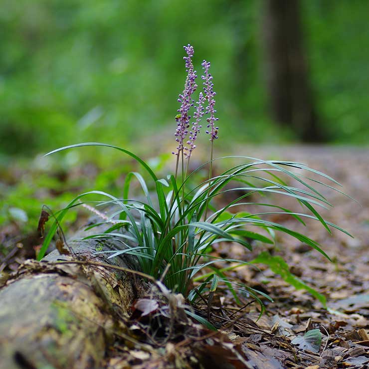 藍雪花