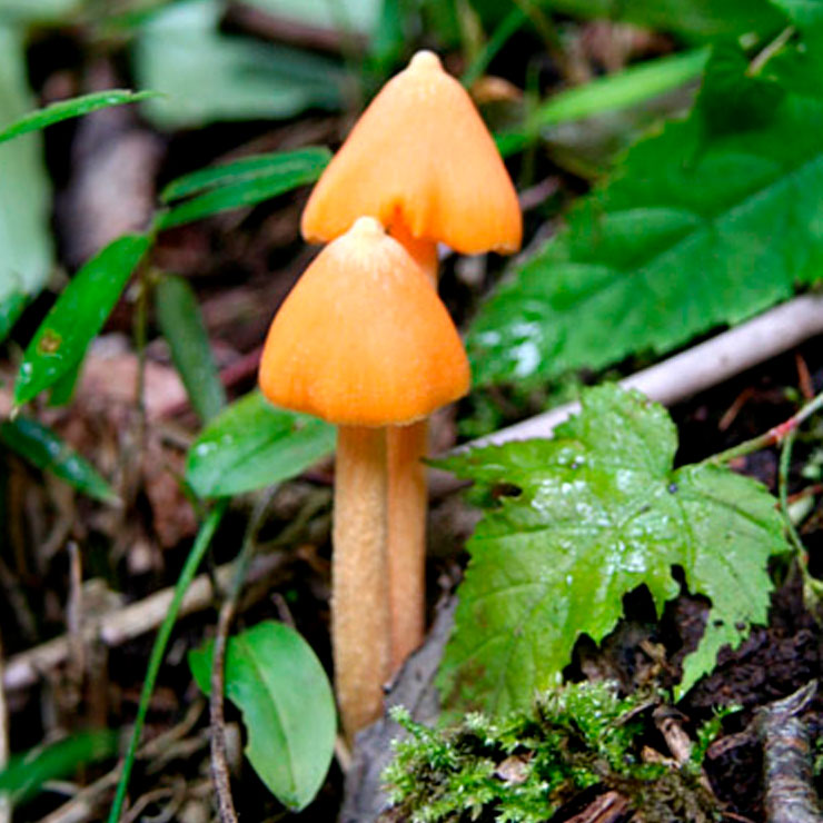 紅色蘑菇