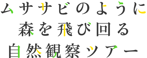 像飛鼠一樣在森林中飛翔的自然觀察之旅