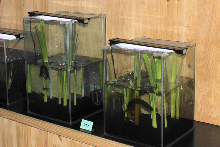 水生生物研究活動 里親支持飼養形象