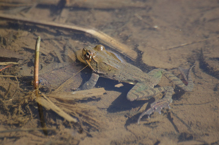 水生生物的研究形象